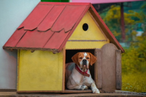 A Casinha Perfeita para Seu Cachorro