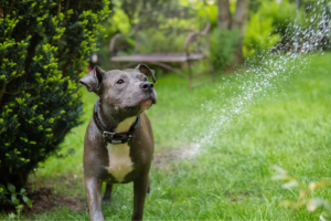 American Staffordshire Terrier