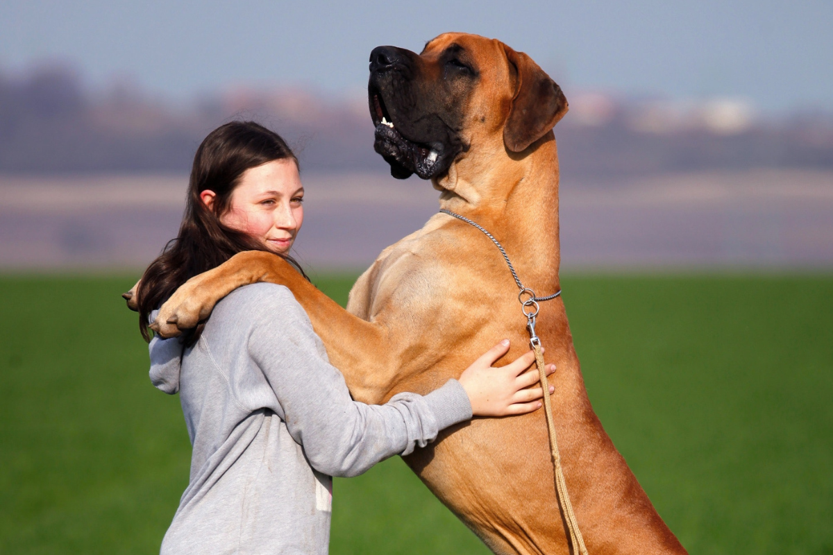 As 10 maiores raças de cachorro do mundo - Meu Valor Digital - Notícias  atualizadas