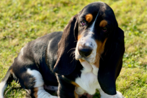 Basset Hounds