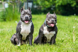 American Bully