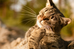 A verdade sobre os bigodes dos gatos