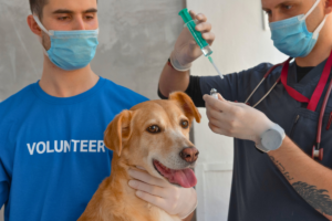 Como Cuidar de um Cão com Diabetes?