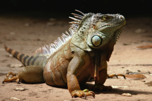 Iguana