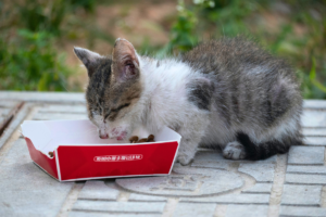 O que Gato Pode Comer?