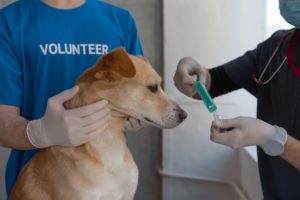 Principais vacinas para cães 